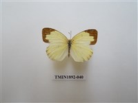 藏品(北黃蝶)的圖片